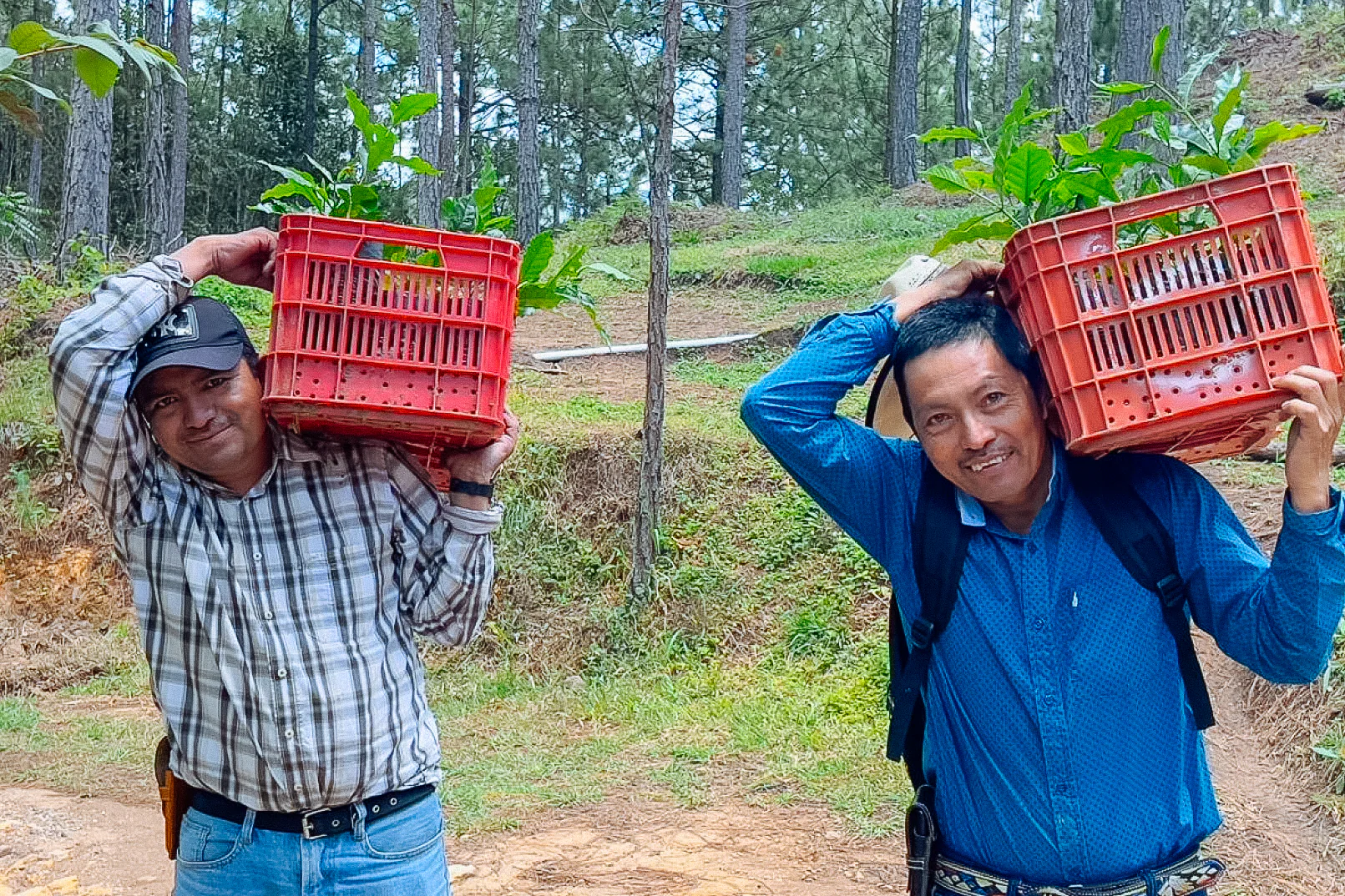 Arnulfo Días – Pacamara Honey - Image 2