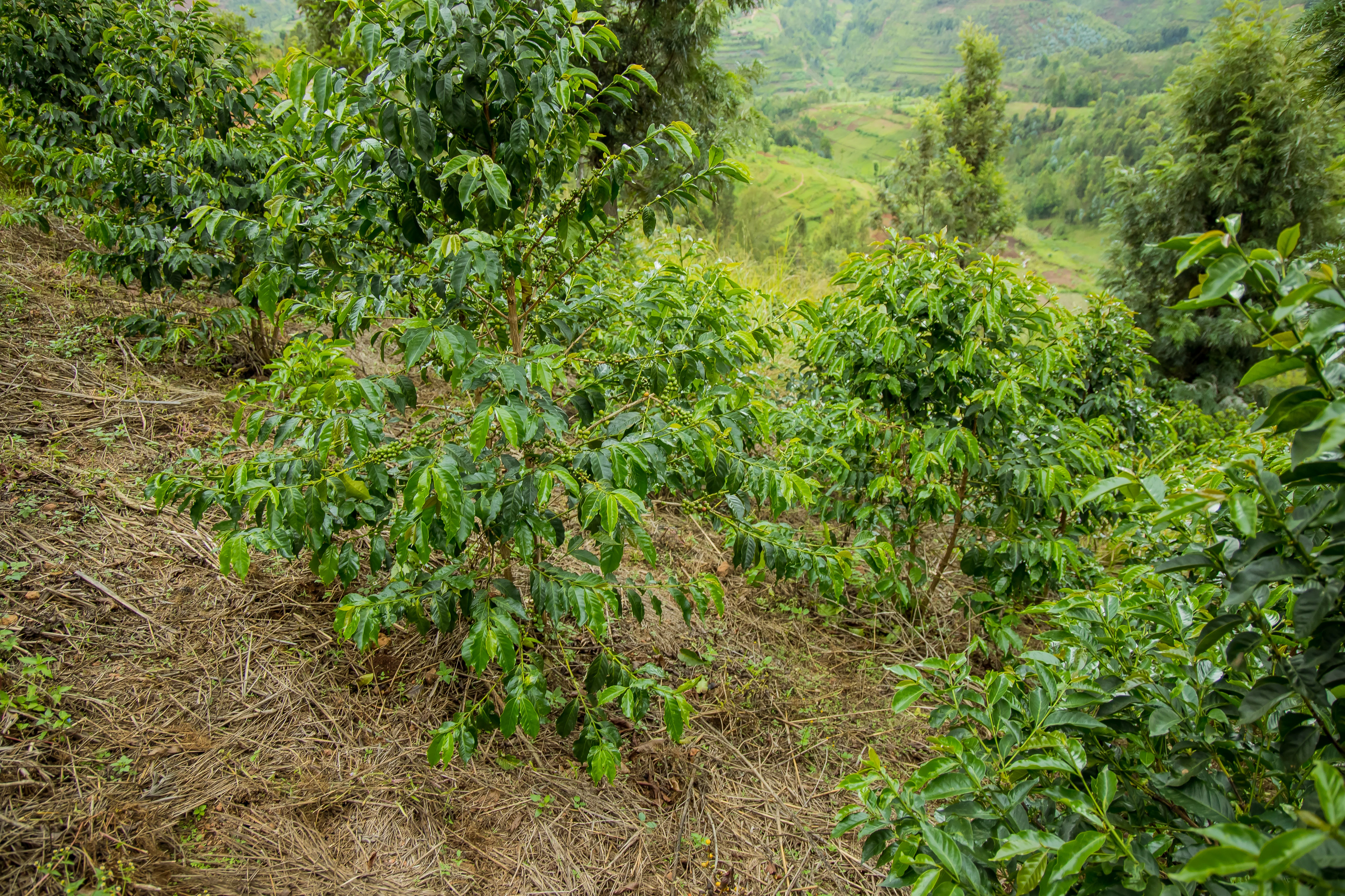 Burera - Image 3