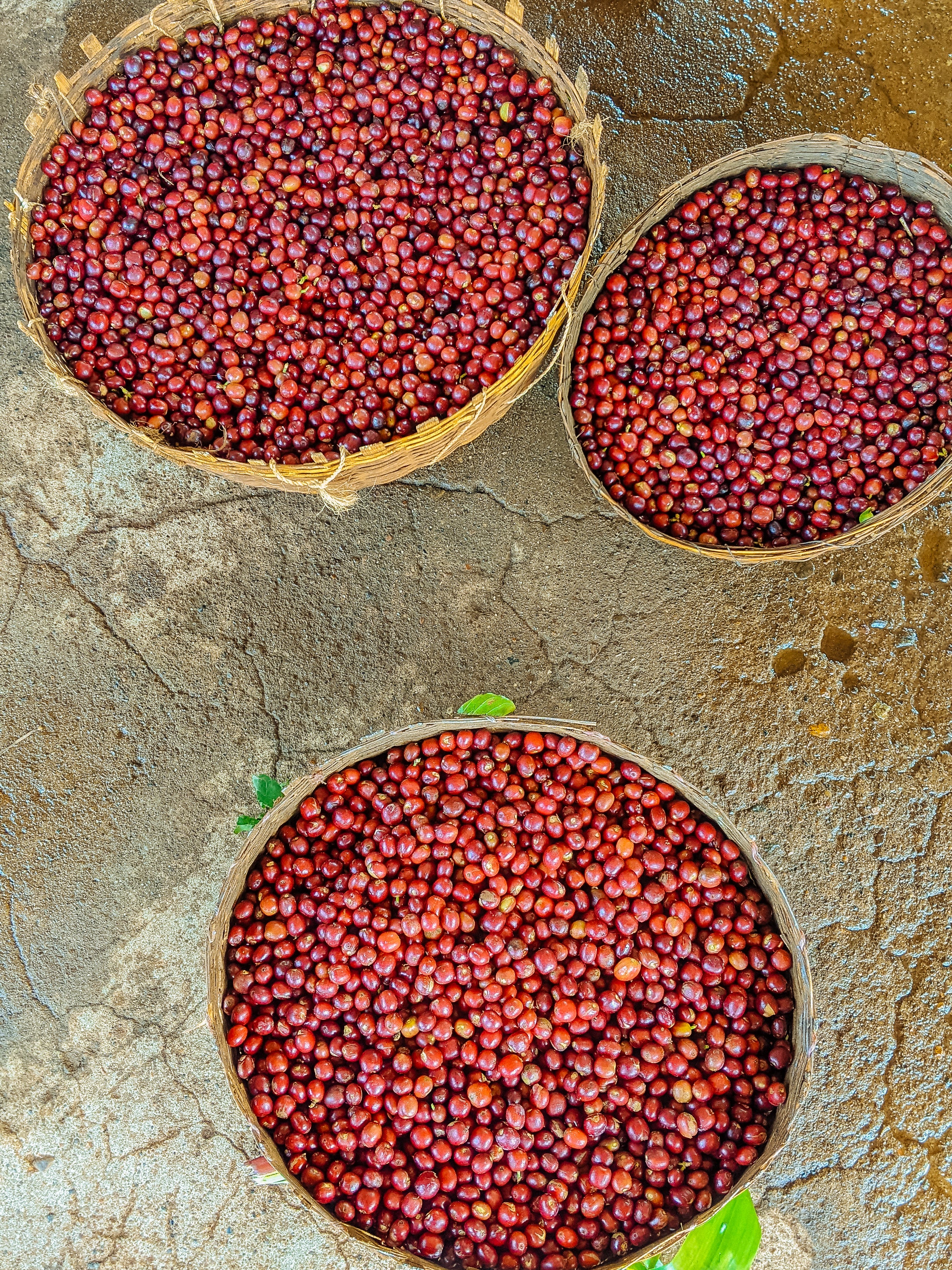 Decaf Idido - Image 4
