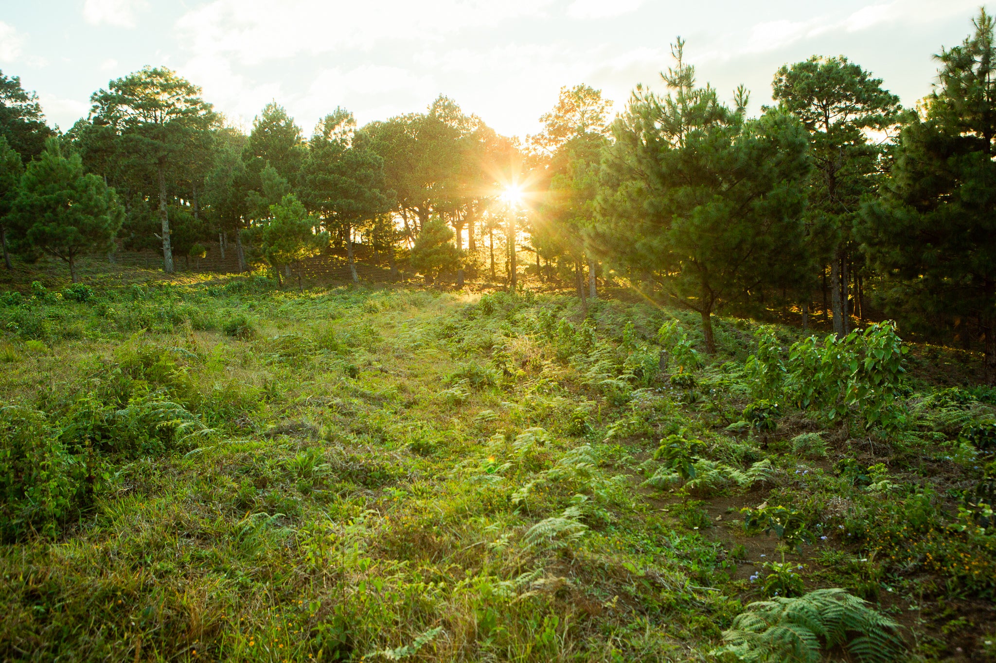 Finca El Puente SL-28 Variety - Image 4