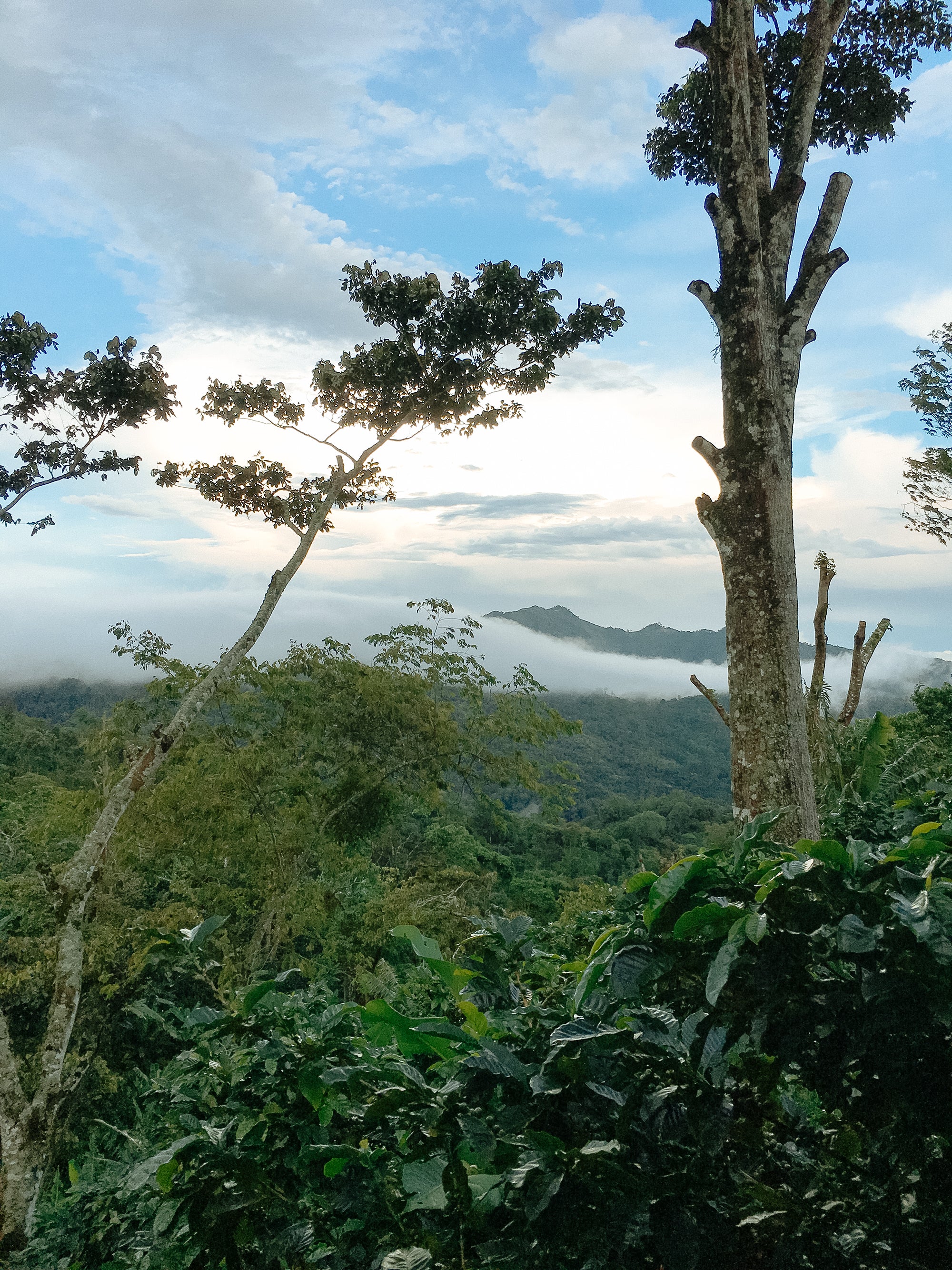 Finca La Victoria – Java Variety - Image 2