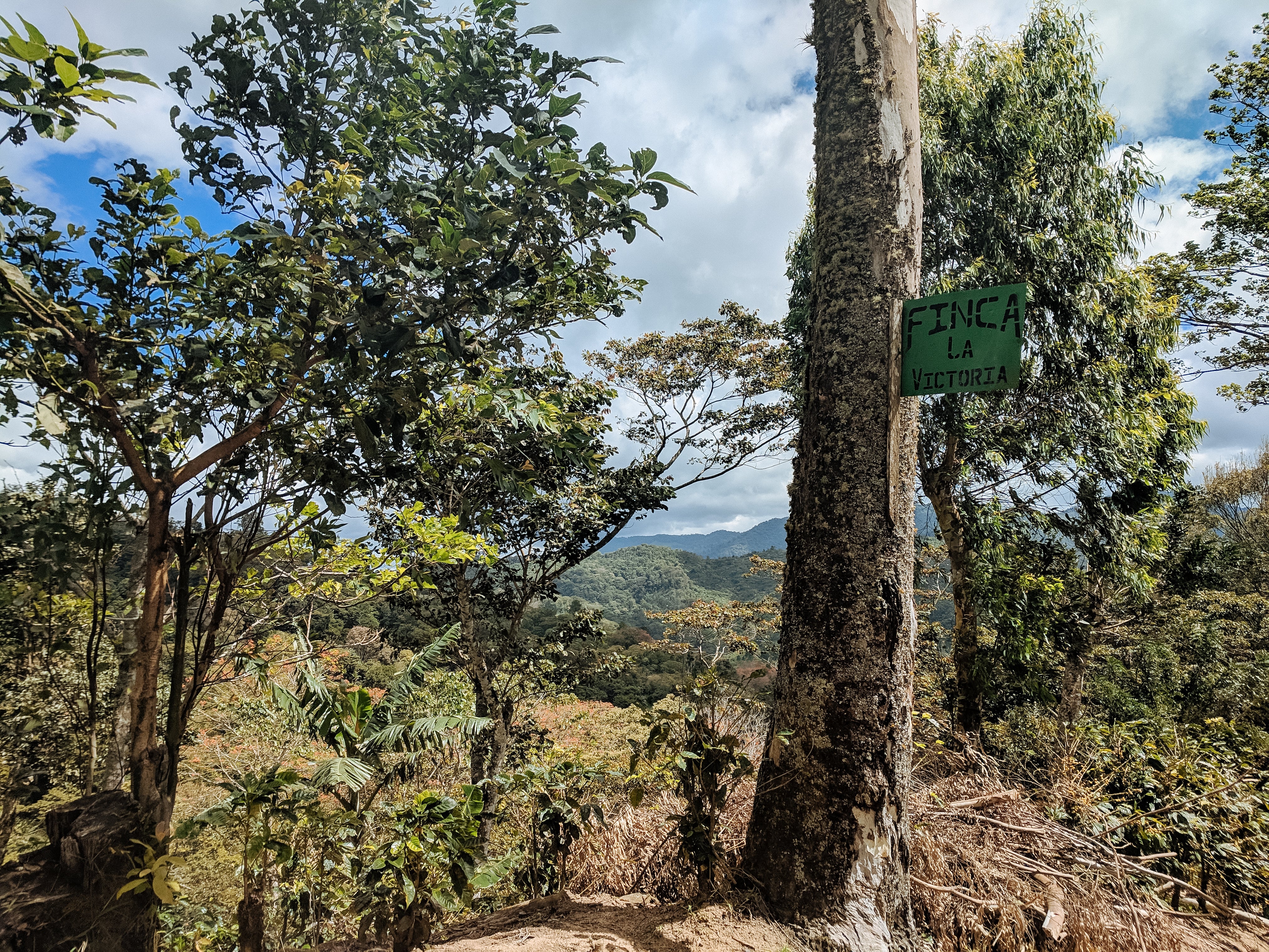 Finca La Victoria – Java Variety - Image 3