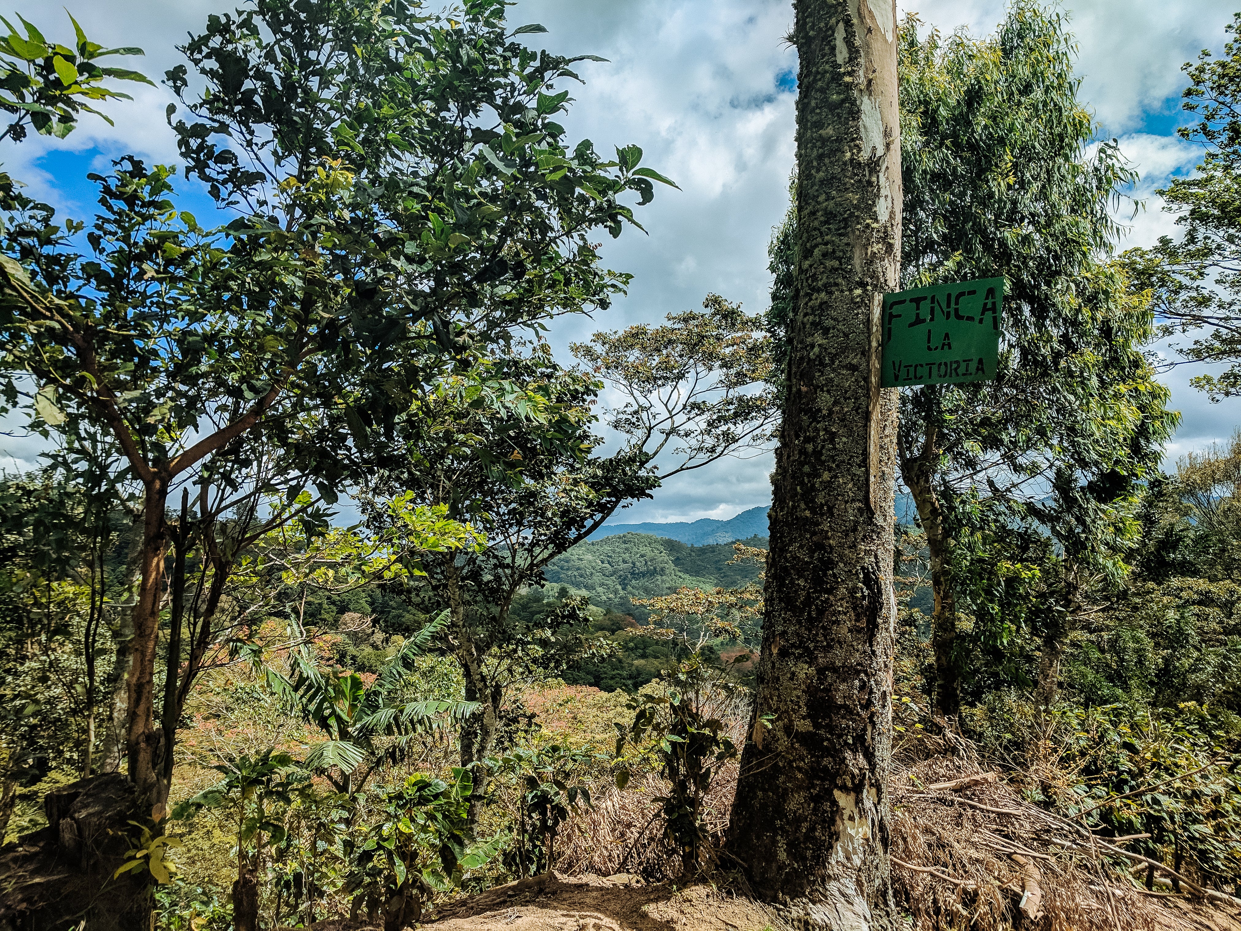 Finca La Victoria – Maragogipe Variety - Image 3