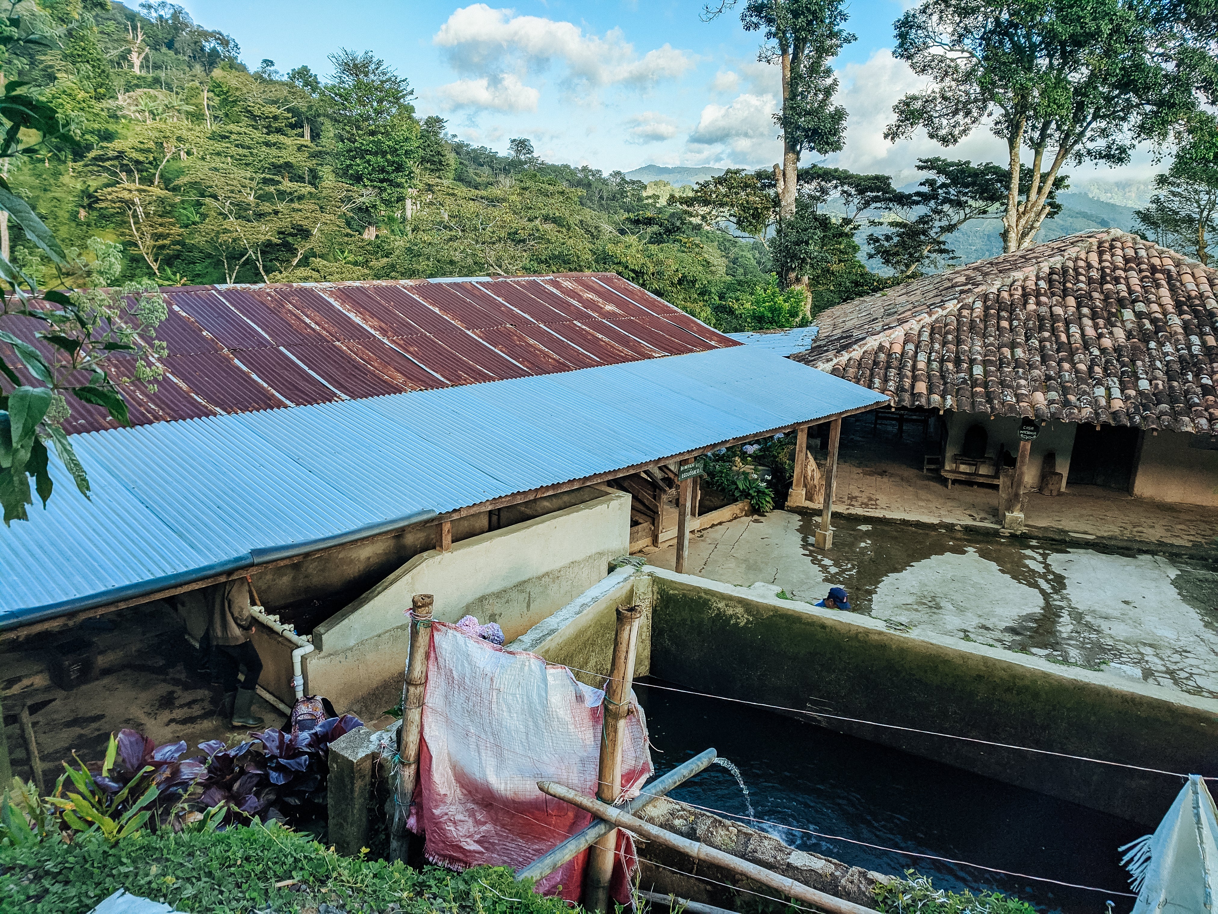 Finca La Victoria – Maragogipe Variety - Image 5