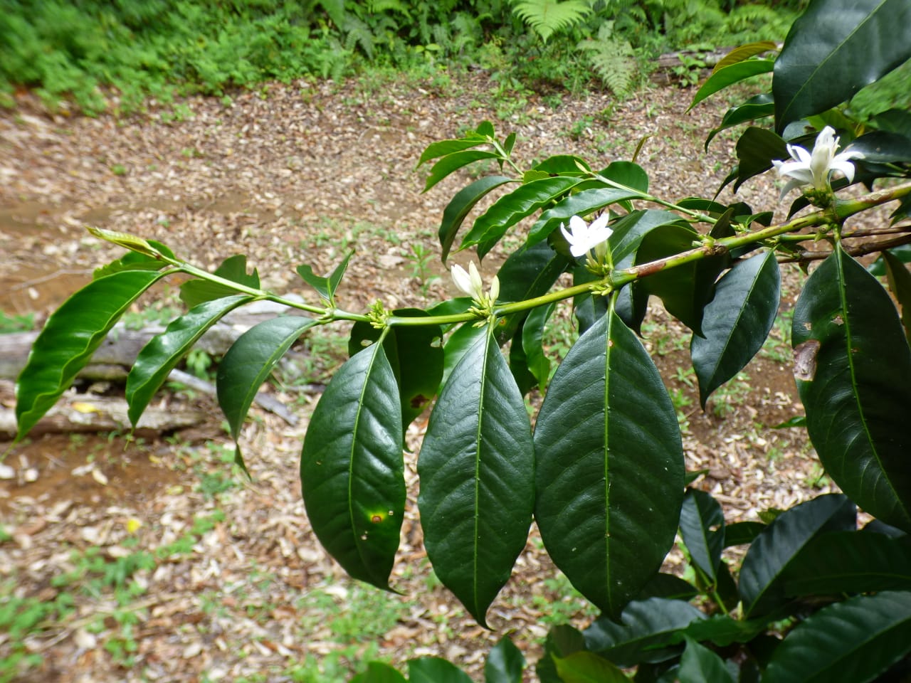 Finca Nuguo - Gesha Variety 4oz Tin - Image 2