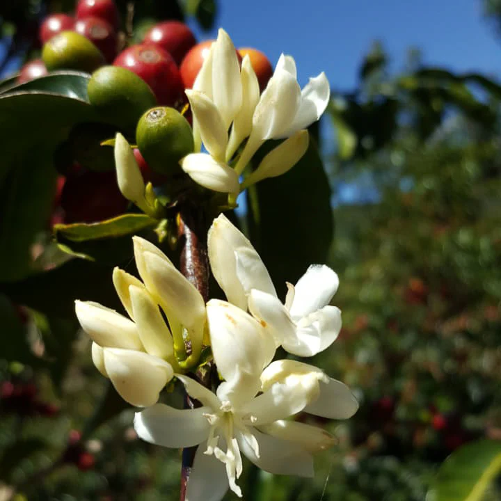 Finca Nuguo - Gesha Variety 4oz Tin - Image 3