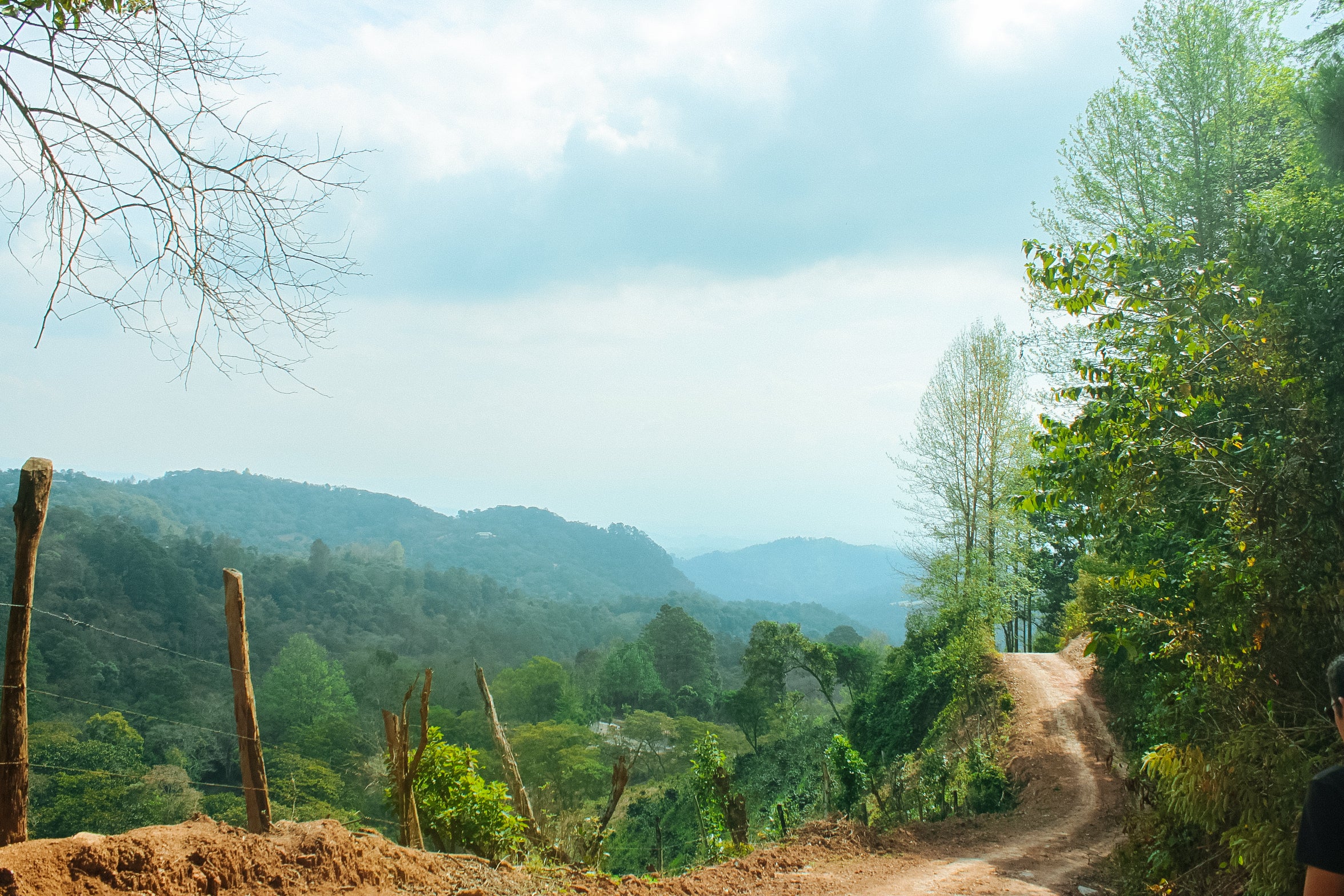Finca Pashapa – Dark Roast - Image 3