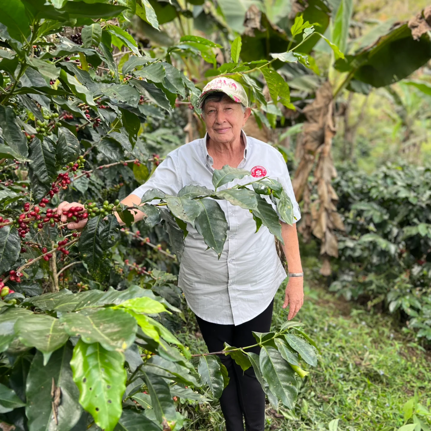 Finca Pashapa – Dark Roast - Image 5