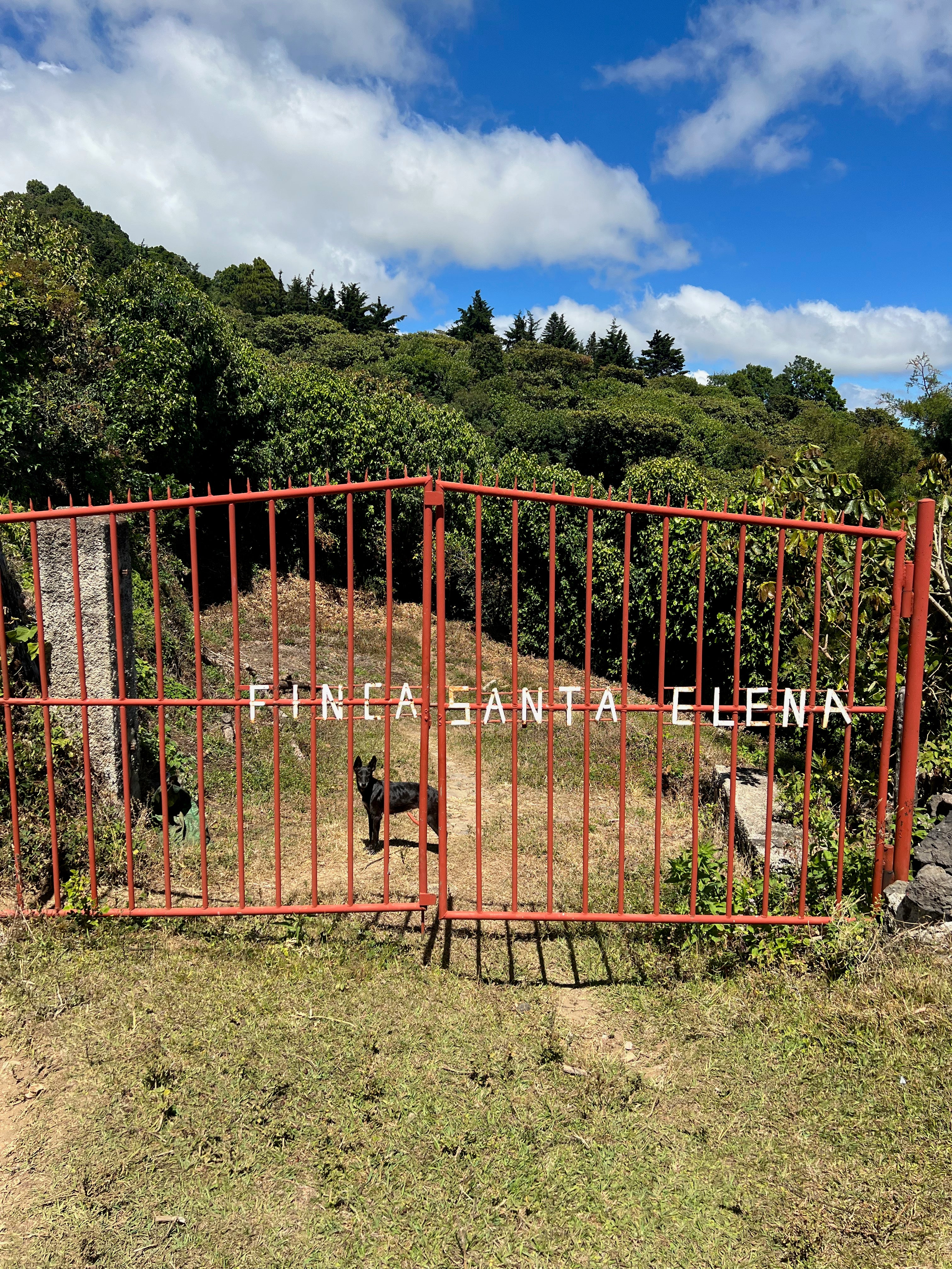 Finca Santa Elena – Pacamara Variety - Image 2
