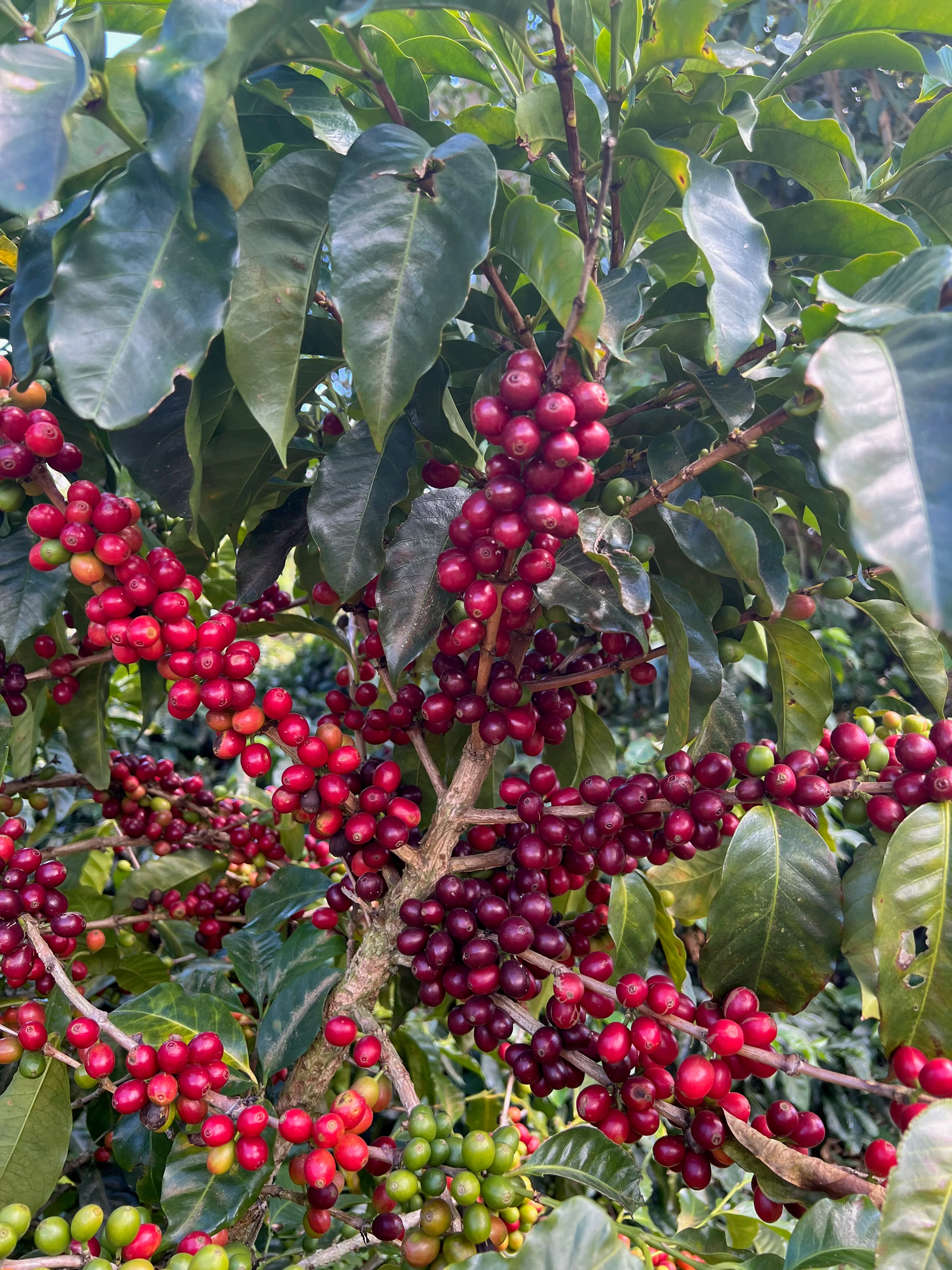 Finca Santa Elena – Pacamara Variety - Image 3