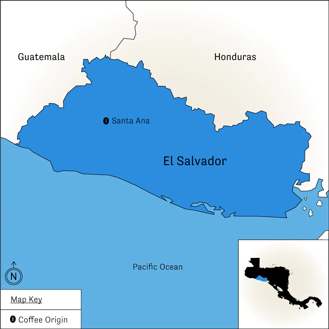 Finca Santa Elena – Pacamara Variety - Image 5