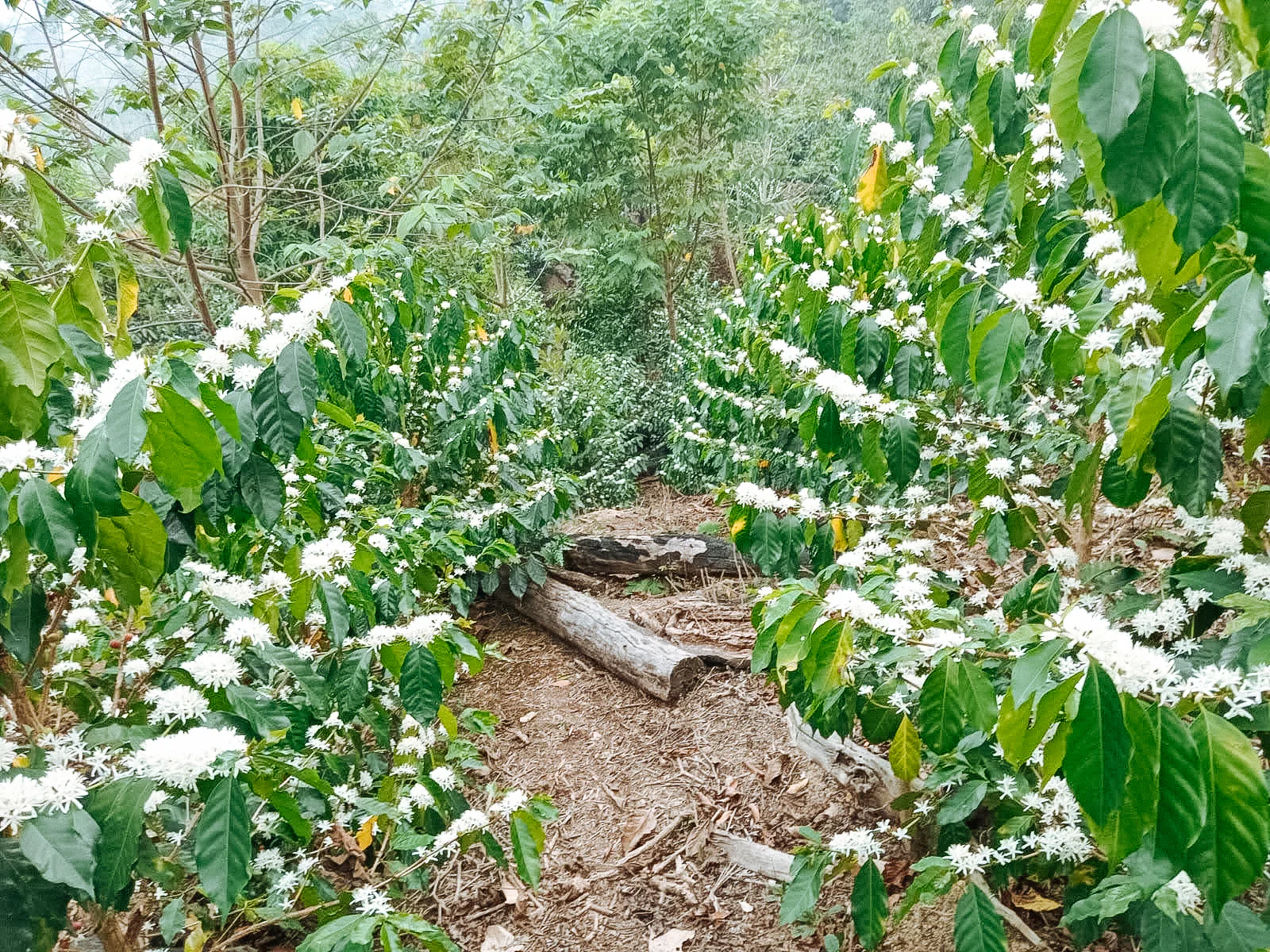 Finca Virgen de Copacabana - Image 3