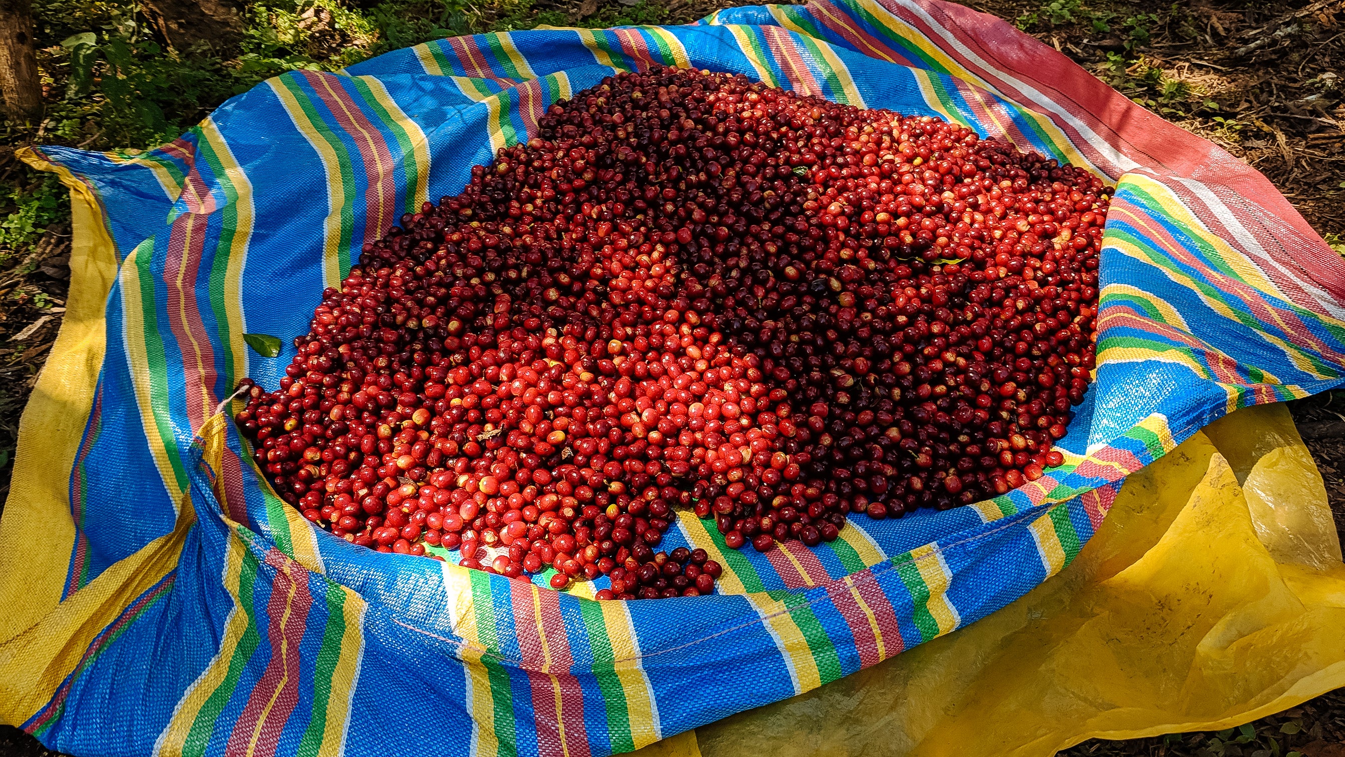 Incahuasi - Image 4
