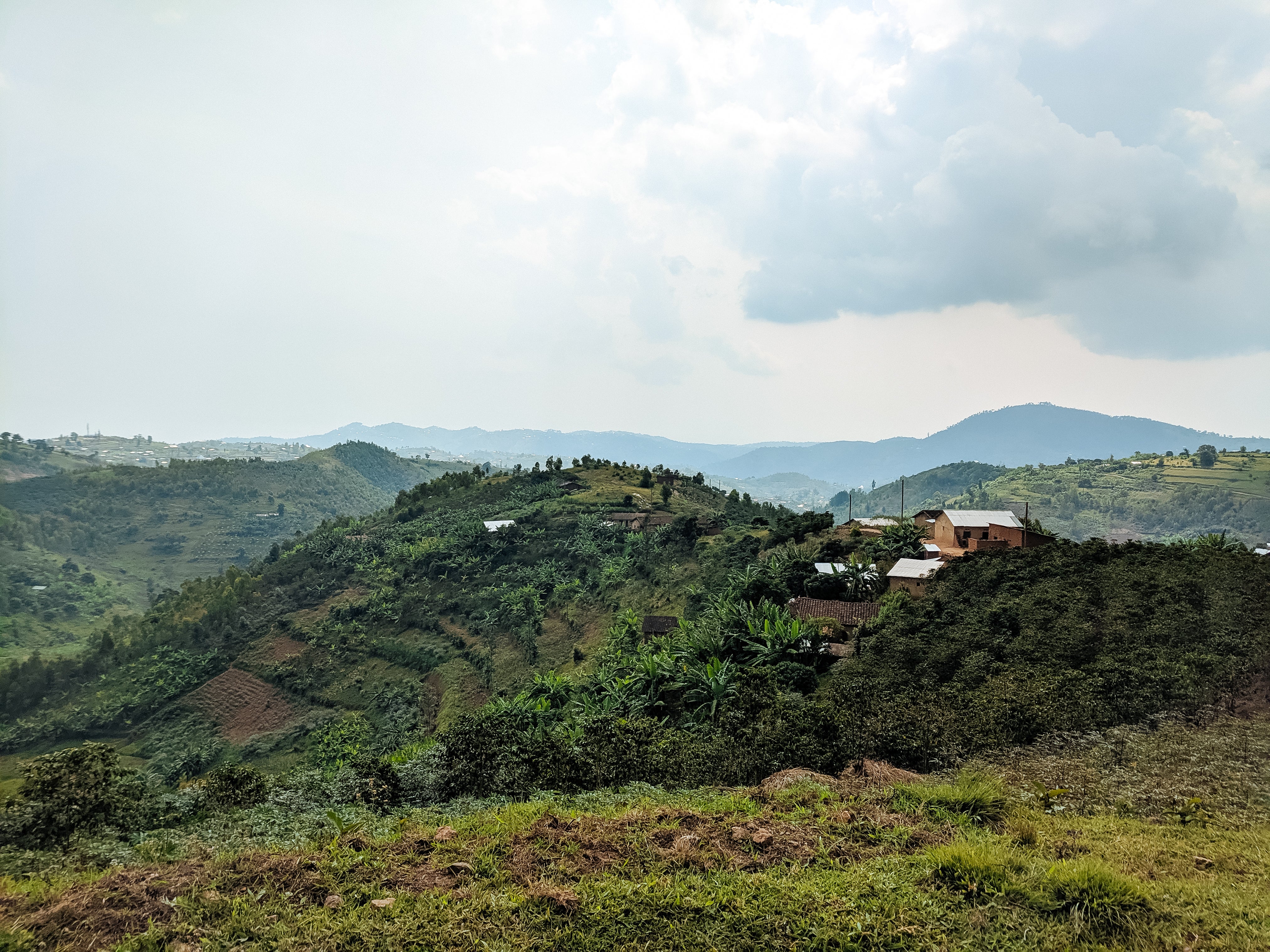 Intango – Dark Roast - Image 3