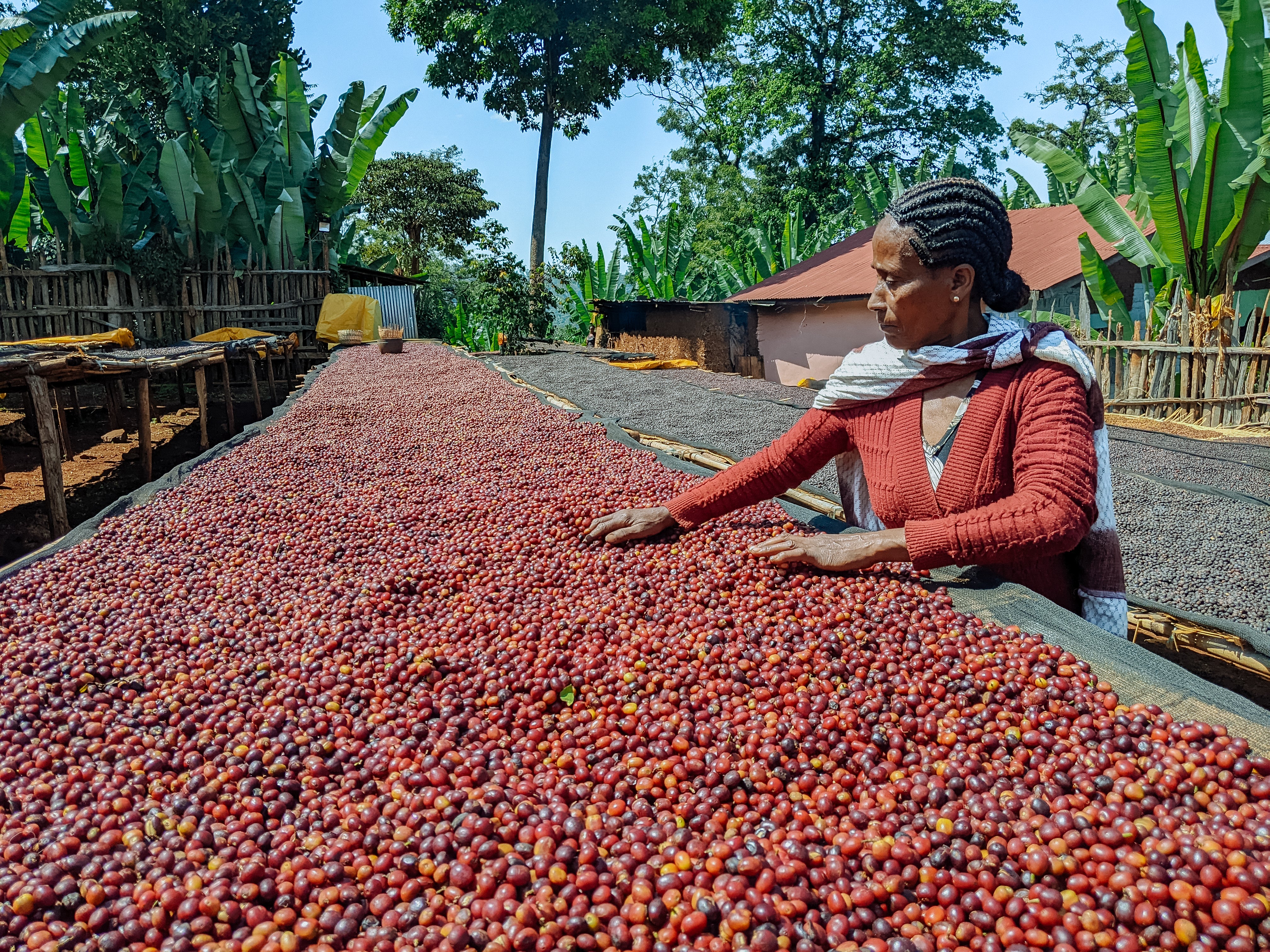 Jabanto – Natural Sundried - Image 3