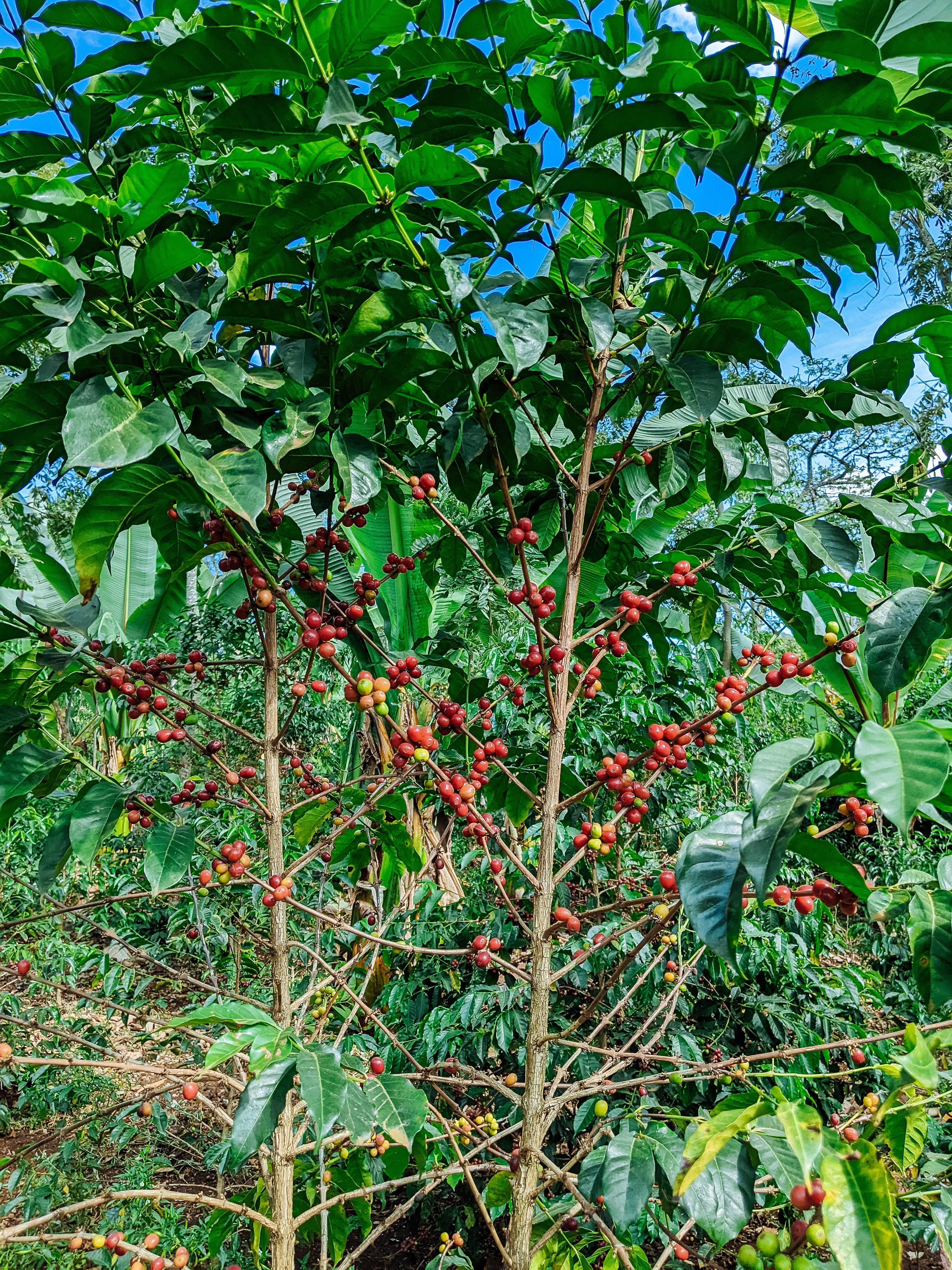 Jabanto – Natural Sundried - Image 5