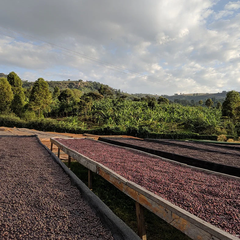 Kabeywa – Natural Sundried - Image 2