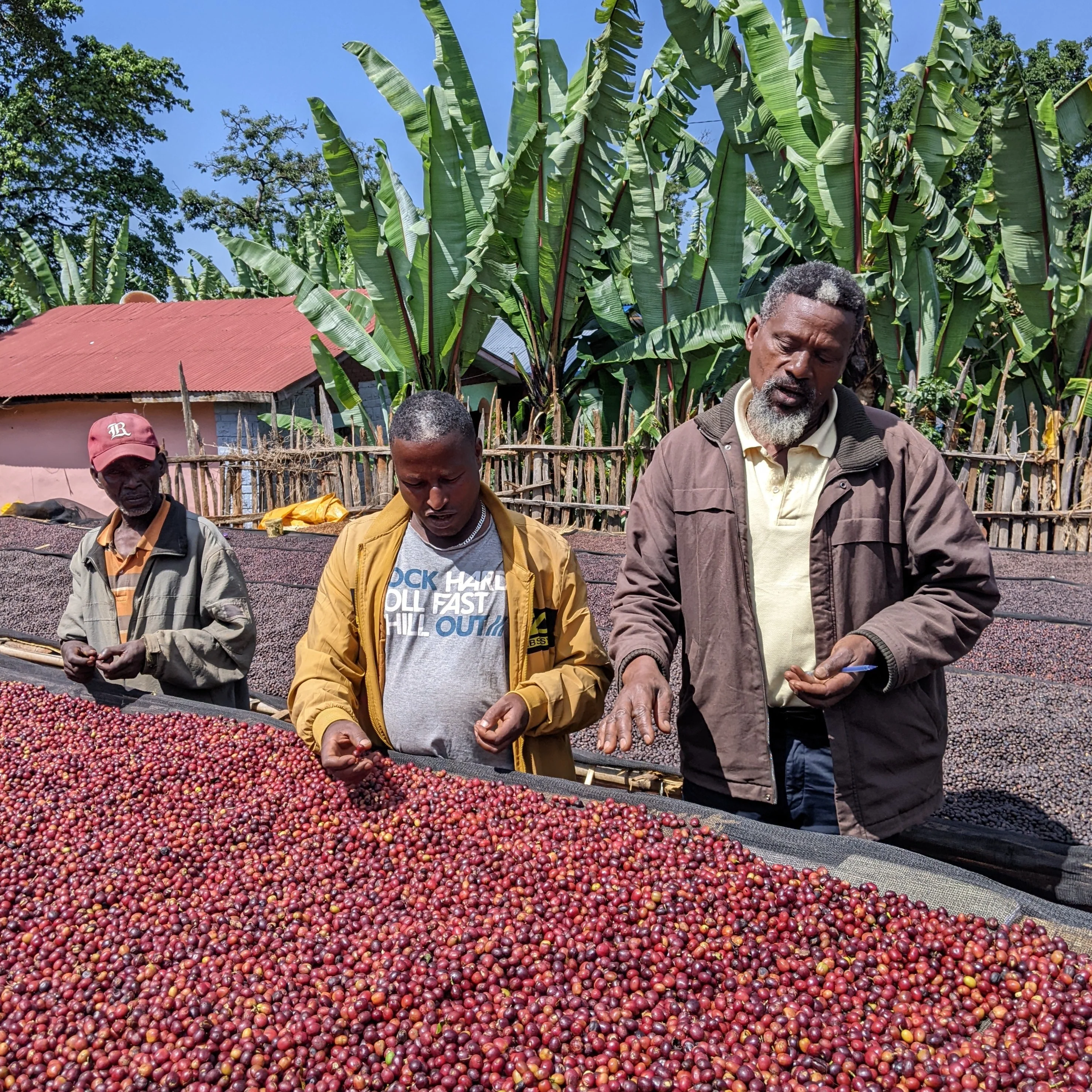 Kabtamu Family – Natural Sundried - Image 5