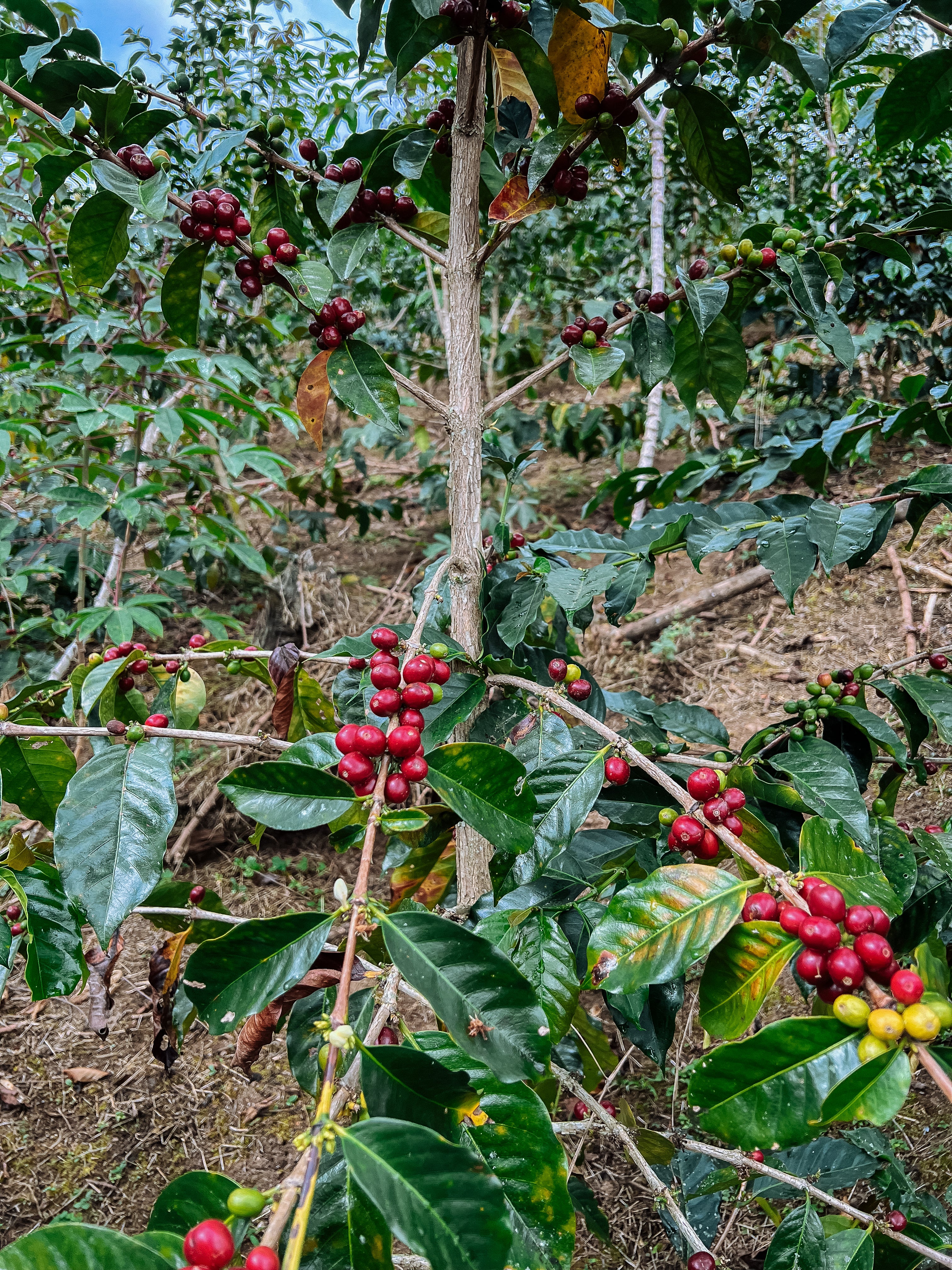 La Viuda - Image 3
