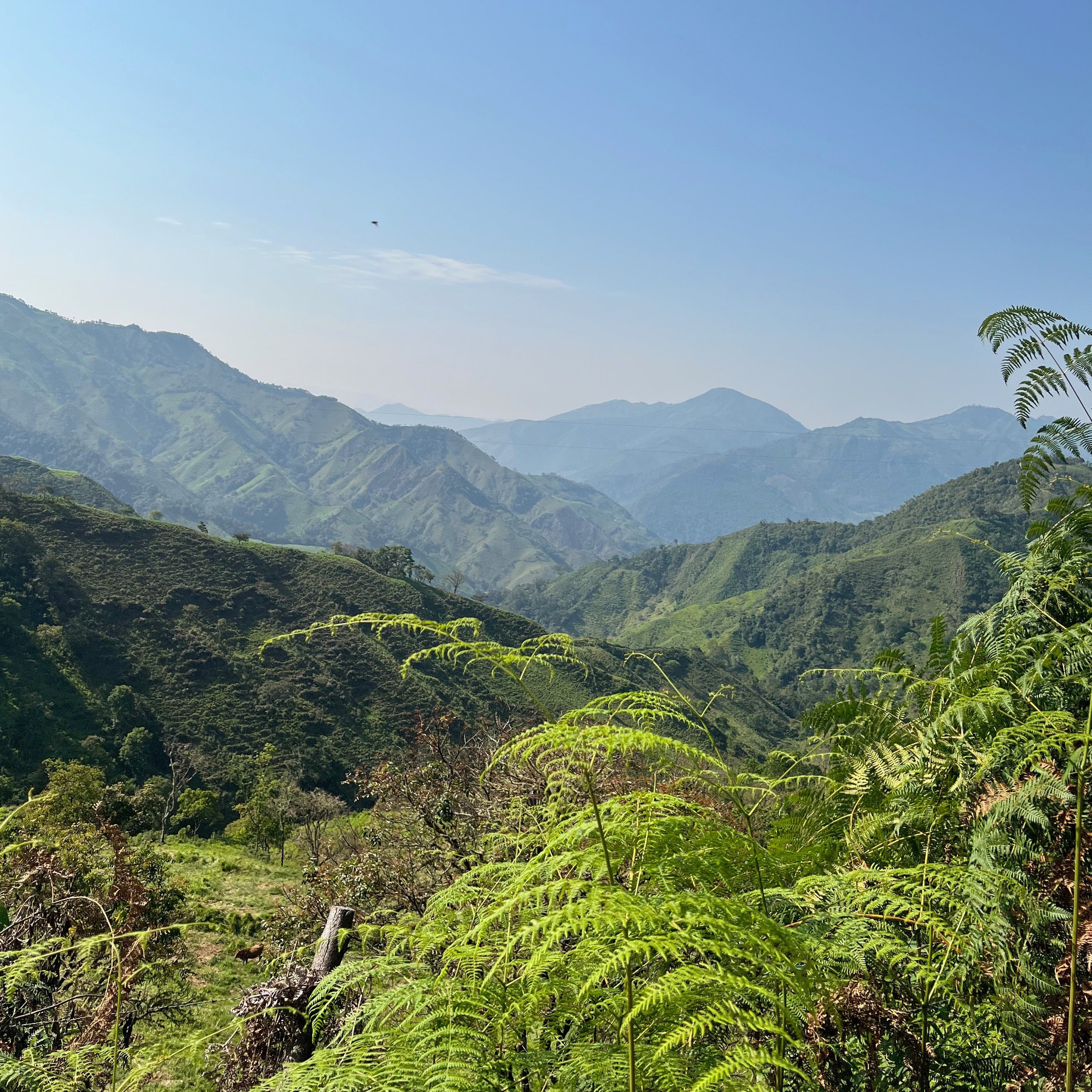 Los Charapanos - Image 2