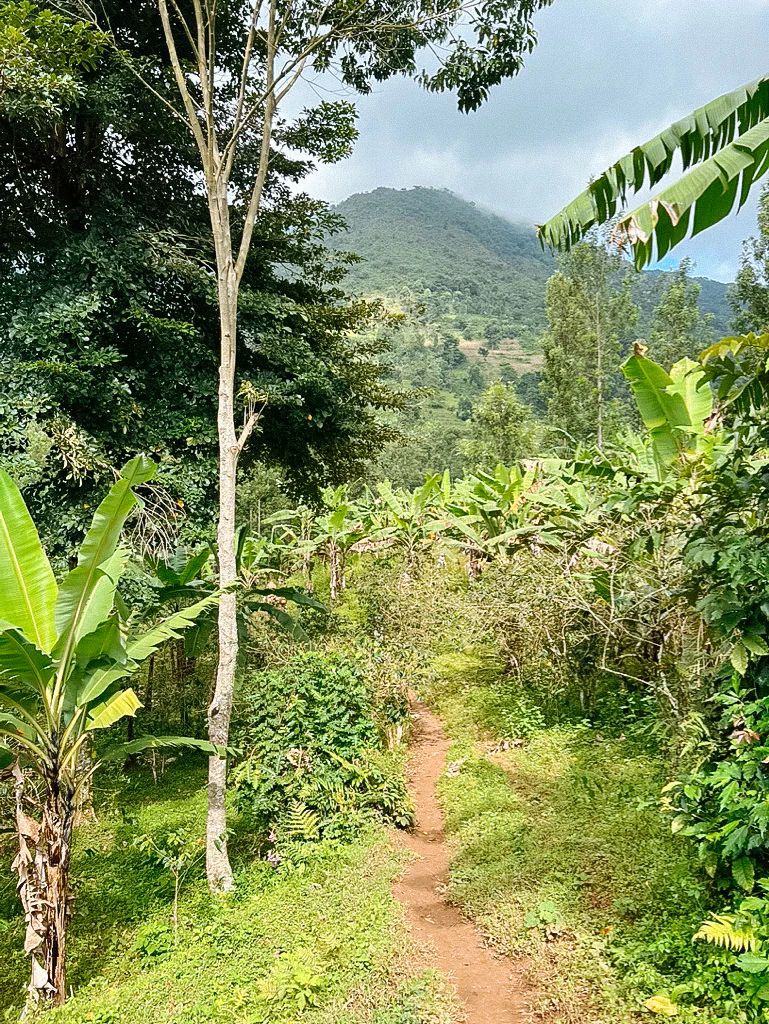 Mountain Harvest Peaberry - Image 3