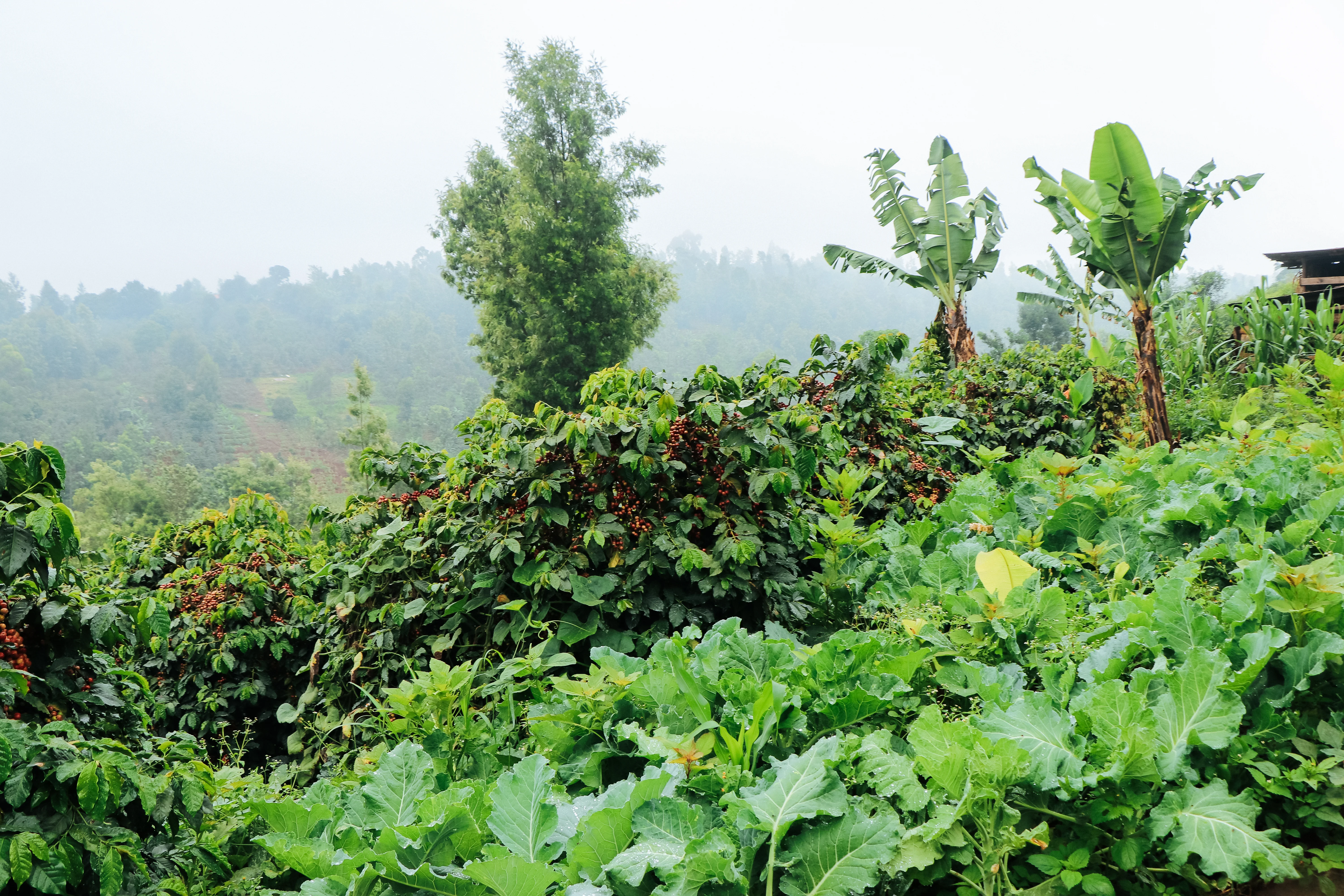 Muriama Estate - Image 3