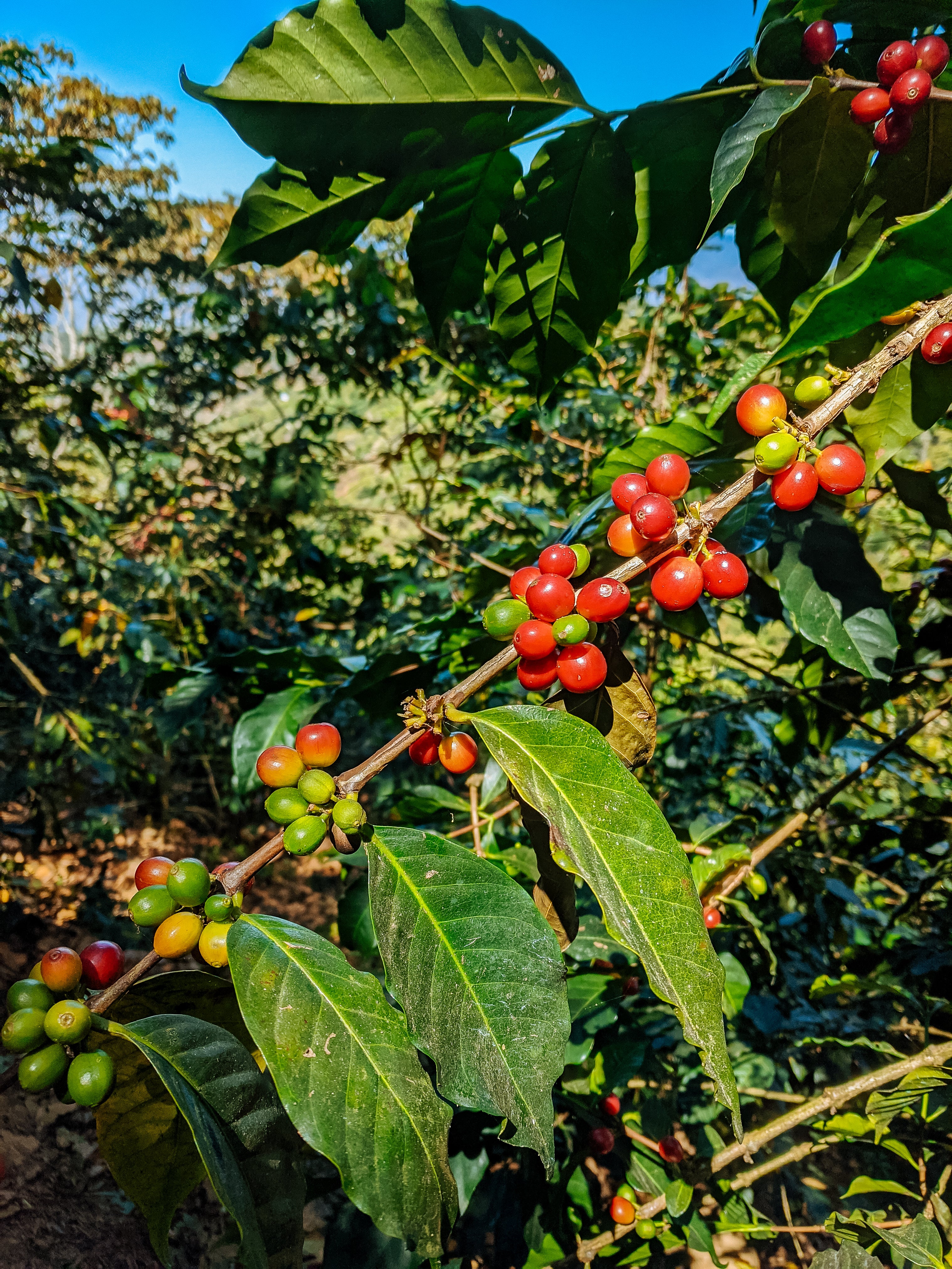 Rio de Abejas - Image 3