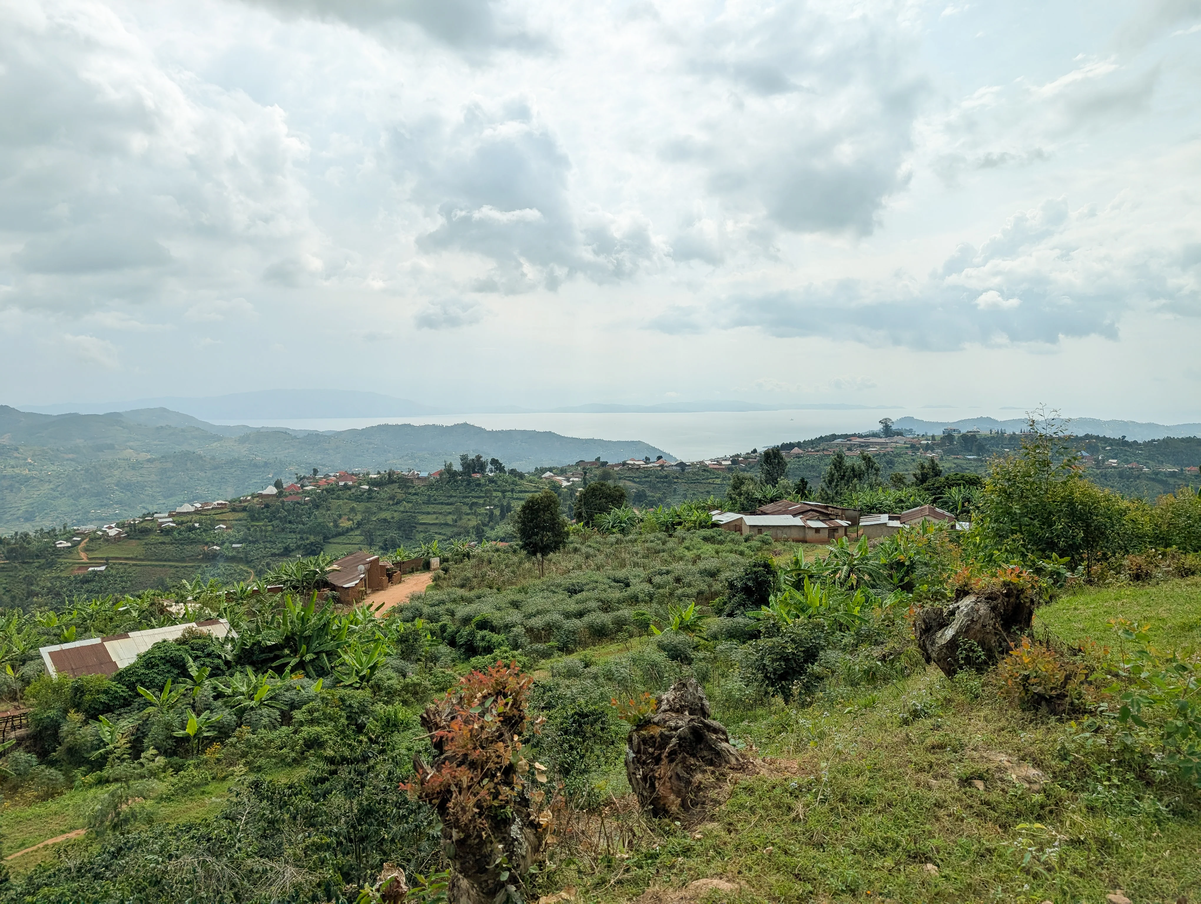 Ruronzi – Natural Sundried - Image 3