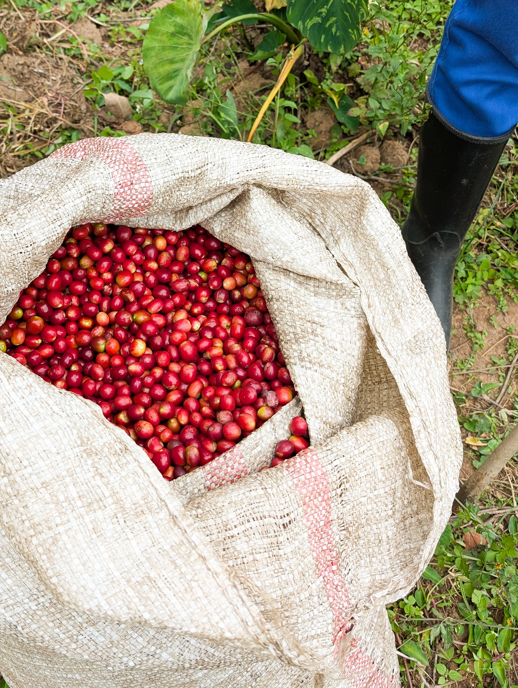 Ruronzi – Natural Sundried - Image 4