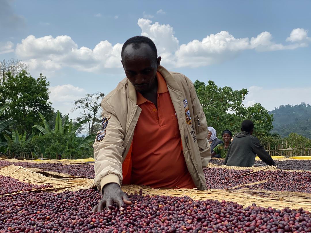 Shiferaw Dukale - Natural Sundried - Image 3