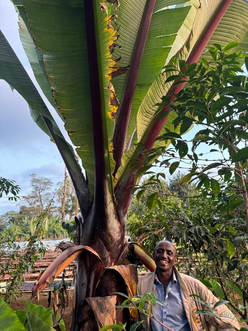 Shiferaw Dukale - Natural Sundried - Image 6