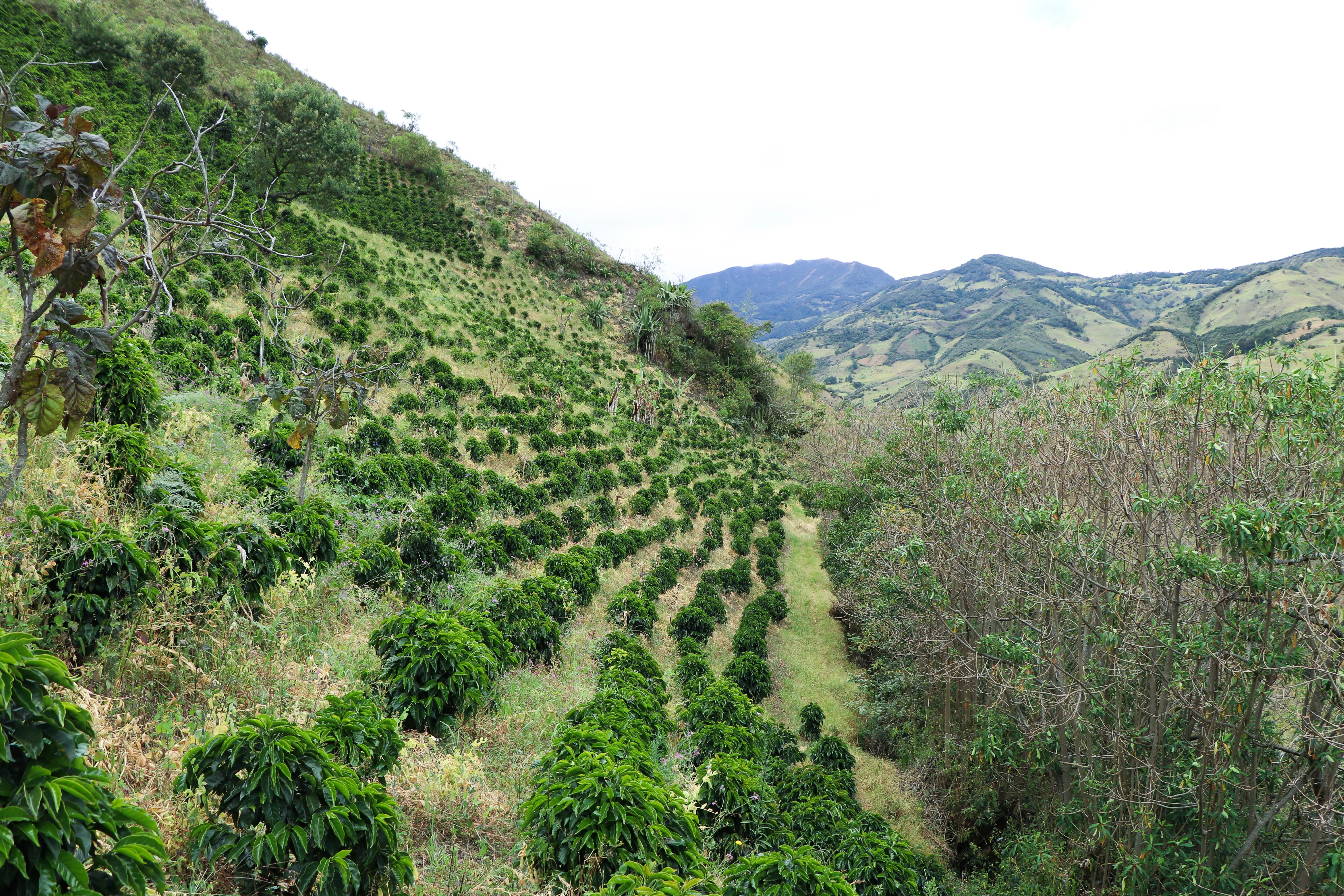 Toldopamba – Special Process - Image 3