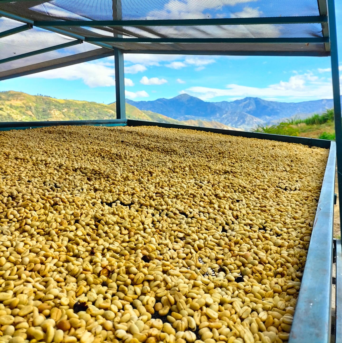 Toldopamba – Special Process - Image 4